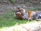 Cute Dangerous Beautiful Lovely Photographs of Tiger Hiding Lying and Playing in Shade