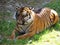 Cute Dangerous Beautiful Lovely Photographs of Tiger Hiding and Lying in Shade