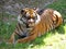 Cute Dangerous Beautiful Lovely Photographs of Tiger Hiding and Lying in Shade