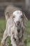 Cute dappled brown goat closeup