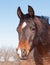 Cute dark bay Arabian horse looking to the left of the viewer