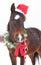 Cute dark bay Arabian horse with a Santa hat