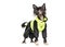 Cute dark chinese crested dog wearing a winter coat