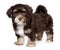 Cute dark chocholate havanese puppy dog is standing