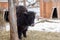 Cute dark juvenile female domestic yak eating from large bale of hay