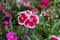 Cute Dark Pink dianthus Japonicus flower, sweet-william, Dianthus barbatus