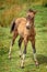 Cute Dartmoor Pony foal standing