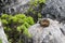 Cute dassie rat-an african rodent on the rock in Cape Town