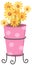 Cute dazy flowers in the pink vase