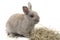 Cute decorative rabbit gray with hay isolated on white background