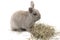 Cute decorative rabbit gray with hay isolated on white background