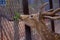 A cute Deer eating from a  human hand in The Zoo, at Nehru Zoological Park India