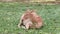 Cute Deer Lie and Rest on the Green Grass in the Park at the Zoo