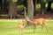 Cute deer in Nara Park