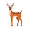 Cute deer portrait. Happy baby reindeer standing and looking. Graceful fawn. Adorable spotted bambi animal with antlers