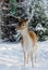 Cute deer in winter