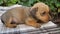 cute, defenseless, beautiful puppy lies on a plaid blanket.