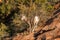 Cute Desert Bighorn Lamb