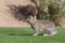 Cute Desert Cottontail Rabbit