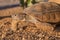 Cute Desert Tortoise in Arizona