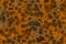 Cute design orange a lot bio bacteria digital drawn texture illustration