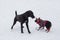 Cute deutsch drahthaar and belgian sheepdog puppy is playing on a white snow in the winter park. Pet animals