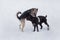 Cute deutsch drahthaar and multibred dog are playing on a white snow in the winter park. Pet animals