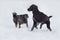 Cute deutsch drahthaar and multibred dog are playing on a white snow in the winter park. Pet animals