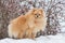 Cute deutscher spitz puppy is looking at the camera in the winter park. Pet animals