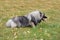 Cute deutscher wolfspitz is lying on the green grass in autumn park. Keeshond or german spitz. Pet animals