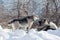 Cute deutscher wolfspitz puppy and multibred dog are playing on a white snow in the winter park. Pet animals