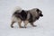 Cute deutscher wolfspitz puppy is walking on a white snow in the winter park. Pet animals