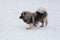 Cute deutscher wolfspitz puppy is walking in the winter park. Pet animals