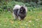 Cute deutscher wolfspitz is standing on the green grass in autumn park. Keeshond or german spitz. Pet animals