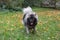 Cute deutscher wolfspitz is walking on the grass in autumn park. Keeshond or german spitz. Pet animals