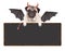 Cute devilish pug puppy dog dressed up for Halloween, holding blank sign, isolated on white background