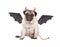 Cute devilish pug puppy dog dressed up for Halloween, isolated on white background