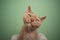 cute devon rex cat looking at camera tilting head portrait