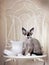 Cute Devon Rex kitten and a shoe vase shape on a white v chaoir