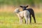 Cute different black and white young lambs on pasture