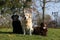 Cute different Labradors in park on sunny day