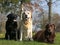 Cute different Labradors in park on sunny day