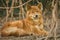 Cute dingo dog in the dry habitat