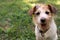 CUTE AND DIRTY JACK RUSSELL DOG FACE. STICKING OUT TONGUE AFTER