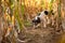 Cute disobedient Jack Russell Terrier Dog has escaped and is following a lead in the maize field in autumn