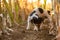 Cute disobedient Jack Russell Terrier Dog has escaped and is following a lead in the maize field in autumn