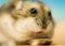 Cute Djungarian hamster