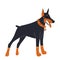 Cute Doberman in an orange collar