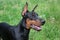 Cute doberman pinscher close up.