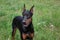 Cute doberman pinscher close up.